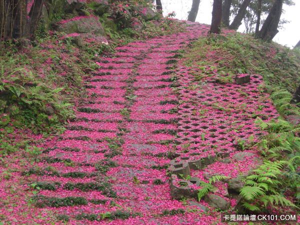 大湖山林櫻花步道-1.jpg