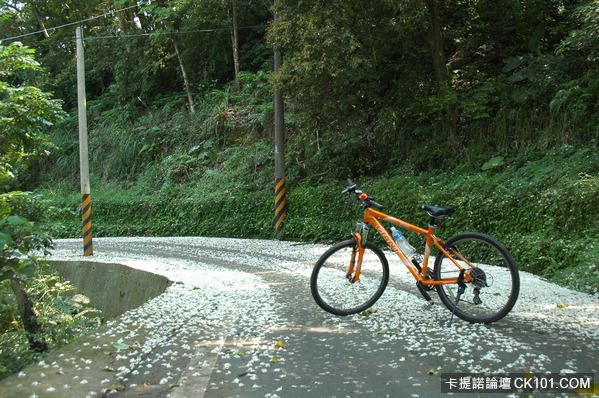 大湖油桐花步道-1.jpg