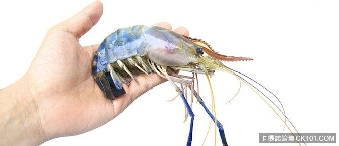 prawn1-668x288.jpg