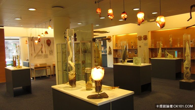 Icelandic_Phallological_Museum,_Reykjavík.JPG