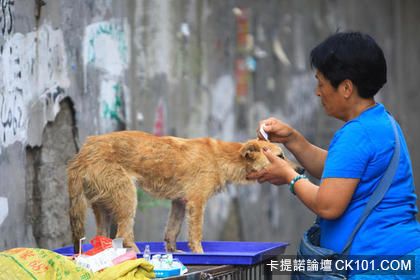 狗狗似乎知道自己被救回一命，都十分聽話。