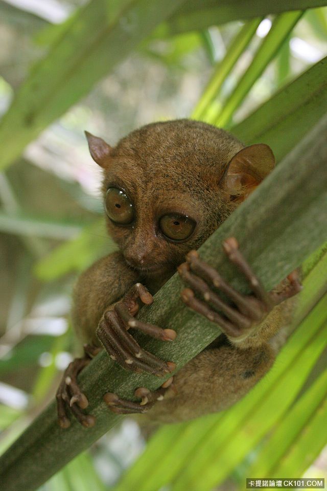 640px-Tarsier-GG.jpg