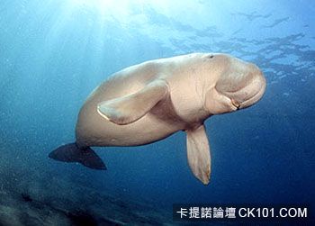 005042-450-dugong.jpg