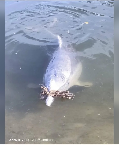 海豚遞上各種神秘禮物示好，包括珊瑚碎片、貝殼、木頭，玻璃瓶等等，希望能換取魚吃。（FB「Barnacles Cafe ...