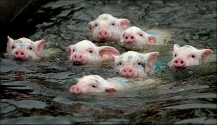 夏天到了，豬都會游泳，你再不會就OUT了。。。（轉）.jpg