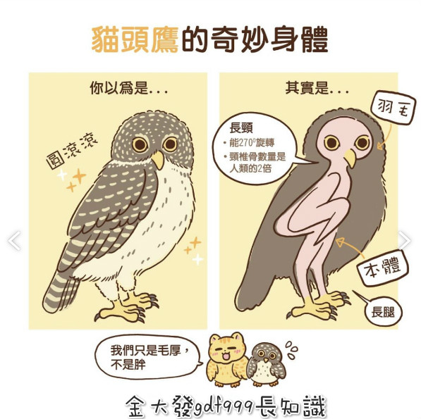 貓頭鷹鳥仔腳