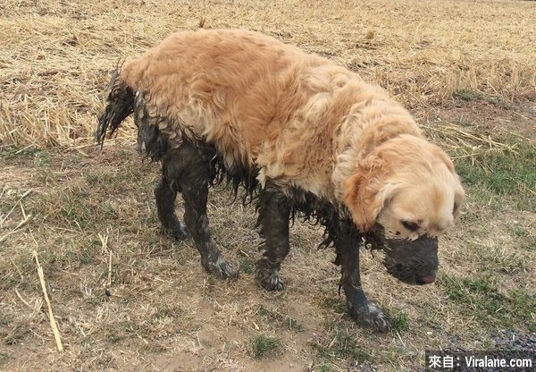 Dirty-Dogs-Playing-In-Mud-667-5914686c71e70__700.jpg