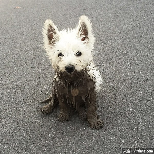 Dirty-Dogs-Playing-In-Mud-669-59146fd6ca182__700.jpg