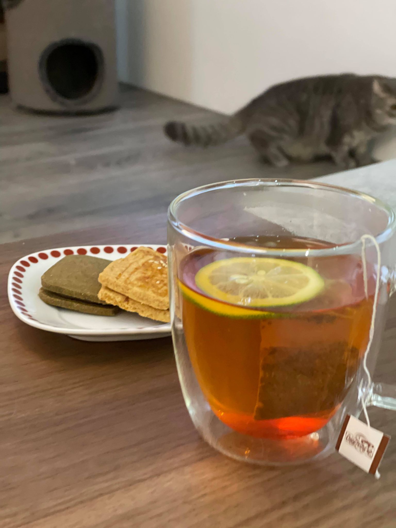 茶與貓