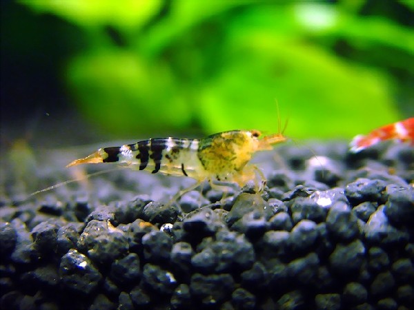 真正的蜜蜂蝦,水晶蝦就是由他基因改造來的!.jpg