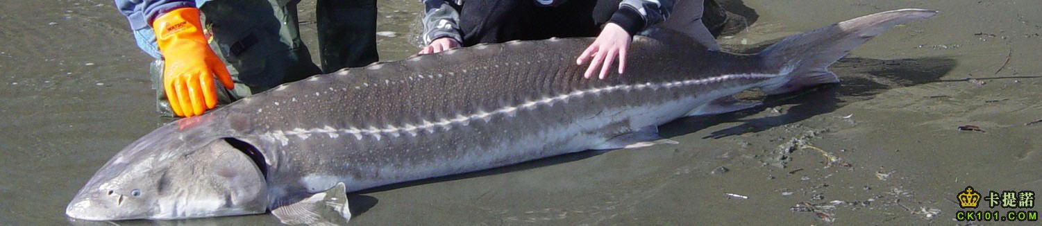 White%20Sturgeon.jpg