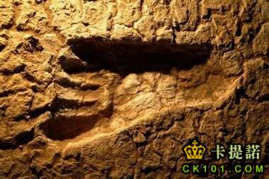 澳大利亞滿谷國家公園發現大批冰河時期的人類足跡。