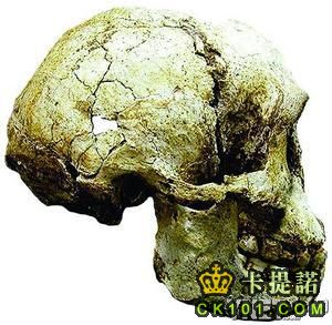 印尼弗洛勒斯島發現的“小矮人”頭骨化石