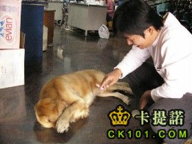 怕抽煙的黃金獵犬.jpg