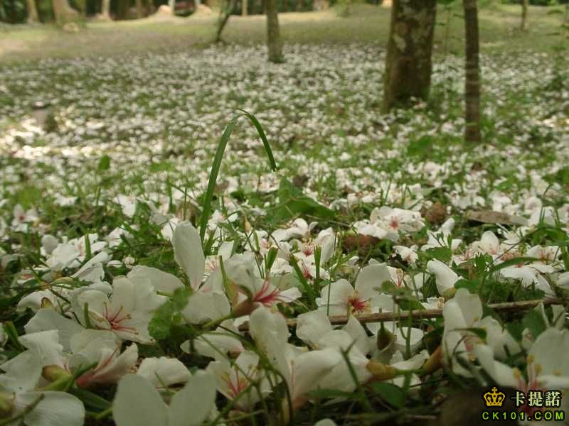 三義油桐花_05.jpg