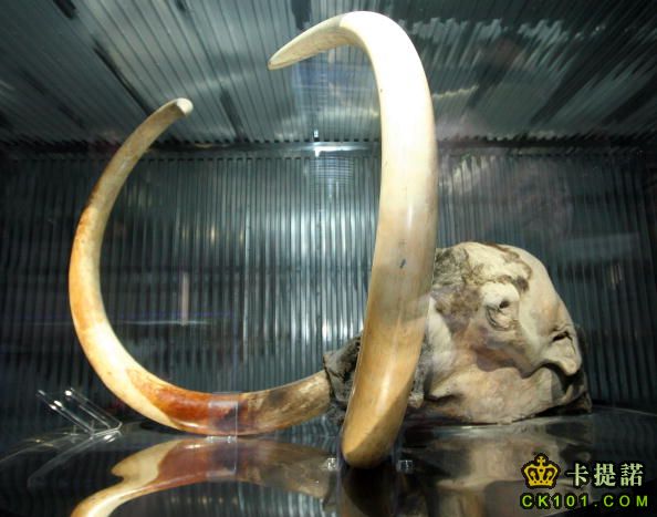 2005年在日本展出的長毛象屍體