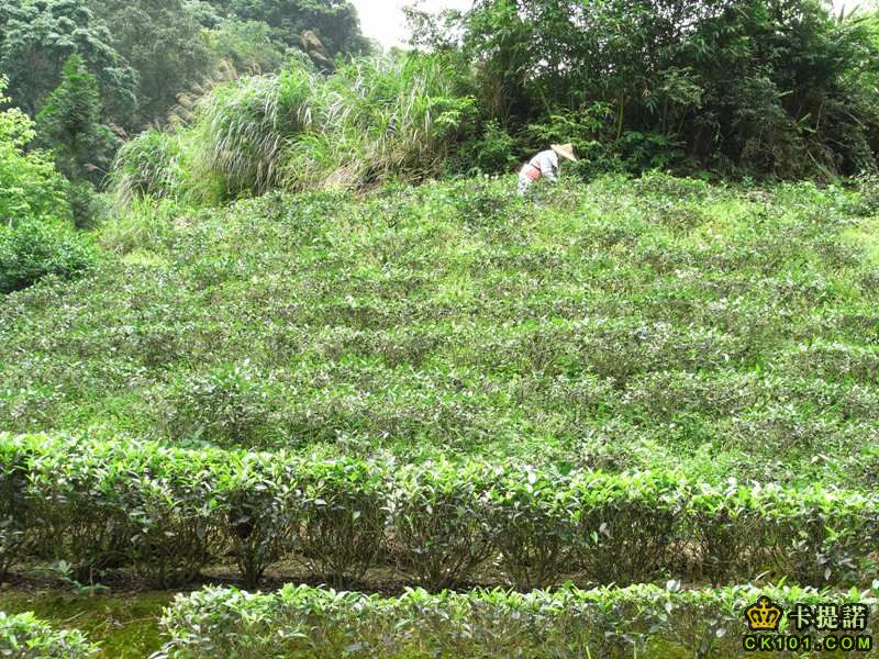 貓空最有名的"鐵觀音茶園"