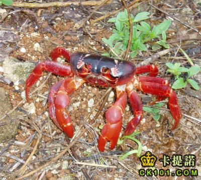 Christmas_Island_red_crab.jpg