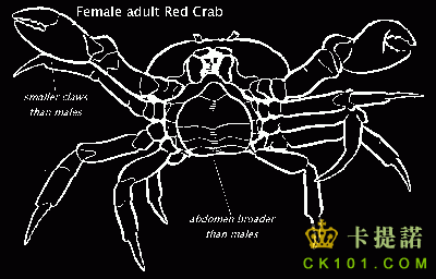 femalecrab.gif