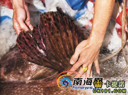 380斤石斑魚兩個人都搬不動