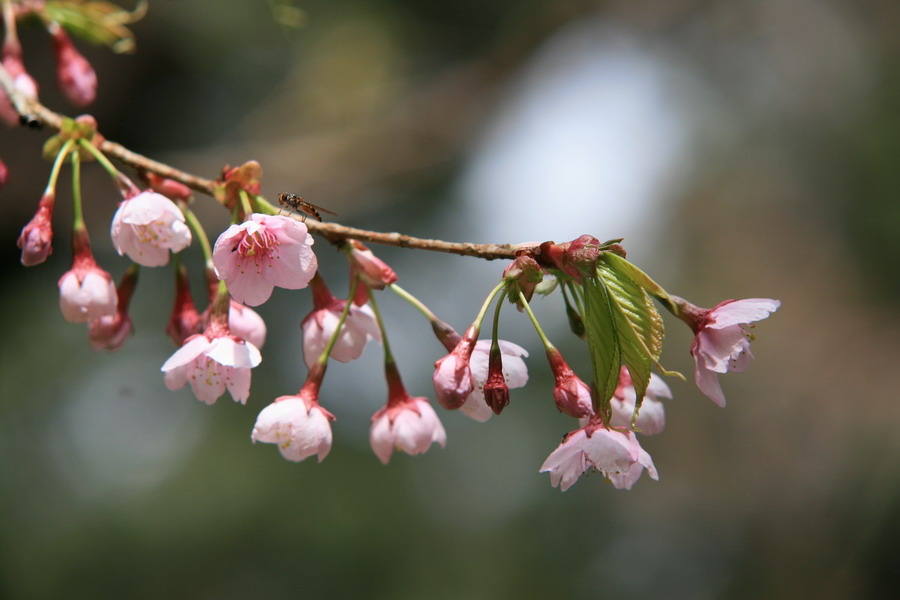 山櫻花