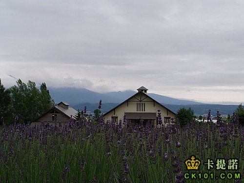 薰衣草間小屋