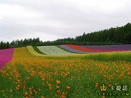 花田