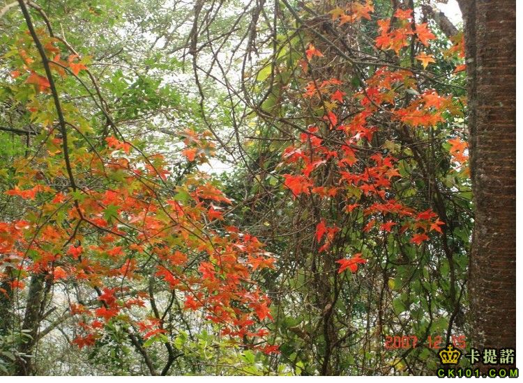 霞喀羅古道，充滿豐富的植物生態，在秋天的霞喀羅「楓彩」可是非常迷人喔！