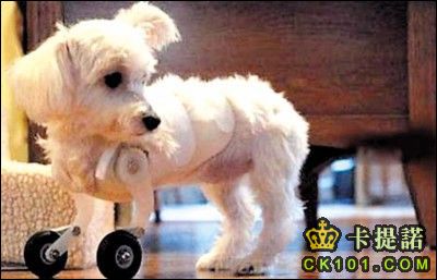 wheeled-maltese.jpg