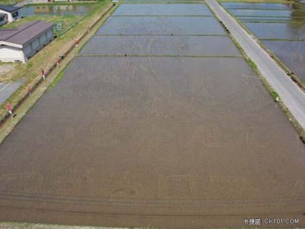 ricefieldart02[1].jpg