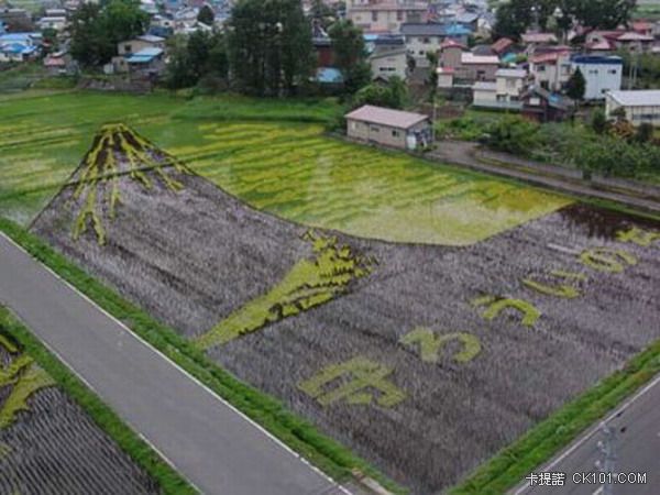 ricefieldart07[1].jpg