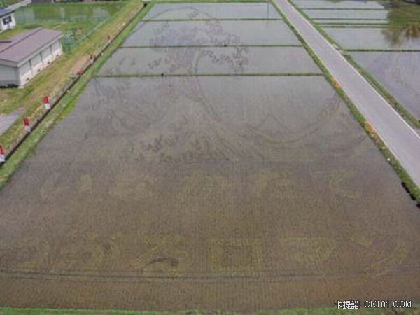 ricefieldart03[1].jpg