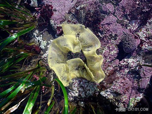 色彩絢爛的裸鰓亞目軟體動物