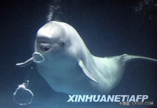 7月26日，在日本濱田的一家水族館，一頭白鯨吐了兩個泡泡圈。