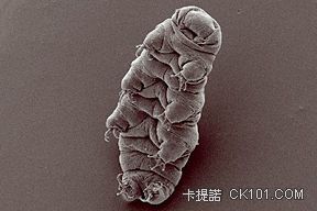 288px-Waterbear.jpg