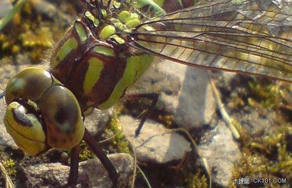 dragonfly_981283c[1].jpg