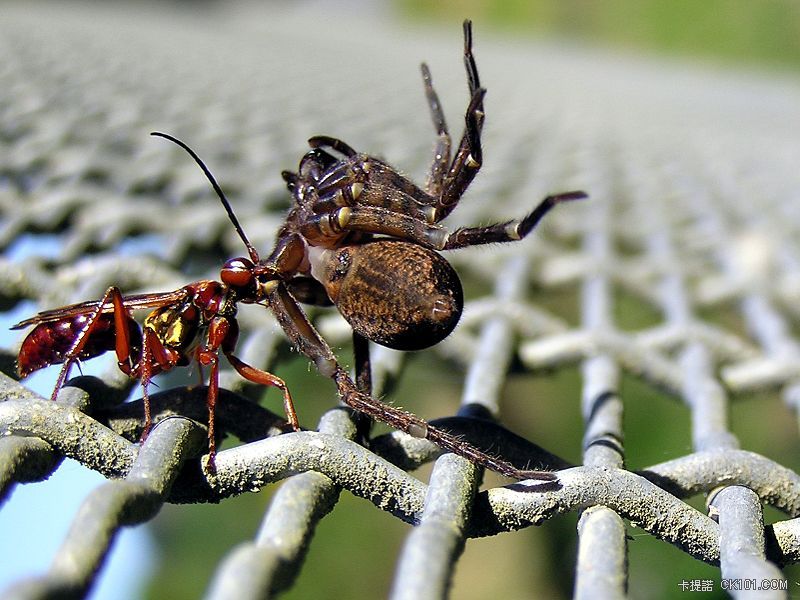 800px-Wasp_and_spider_02.jpg