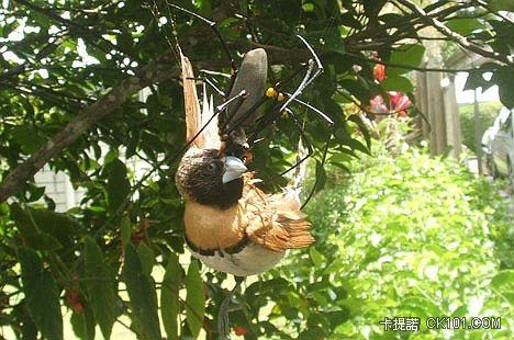 spider_owned_bird1.jpg