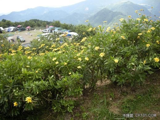 這個是什麼花我也不知道~不過就是愛拍啦