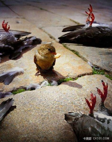 鳥類代表 , 加緊練功以小搏大