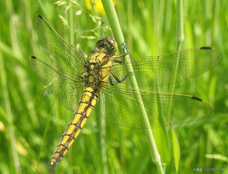 784px-Orthetrum_cancellatum.jpeg