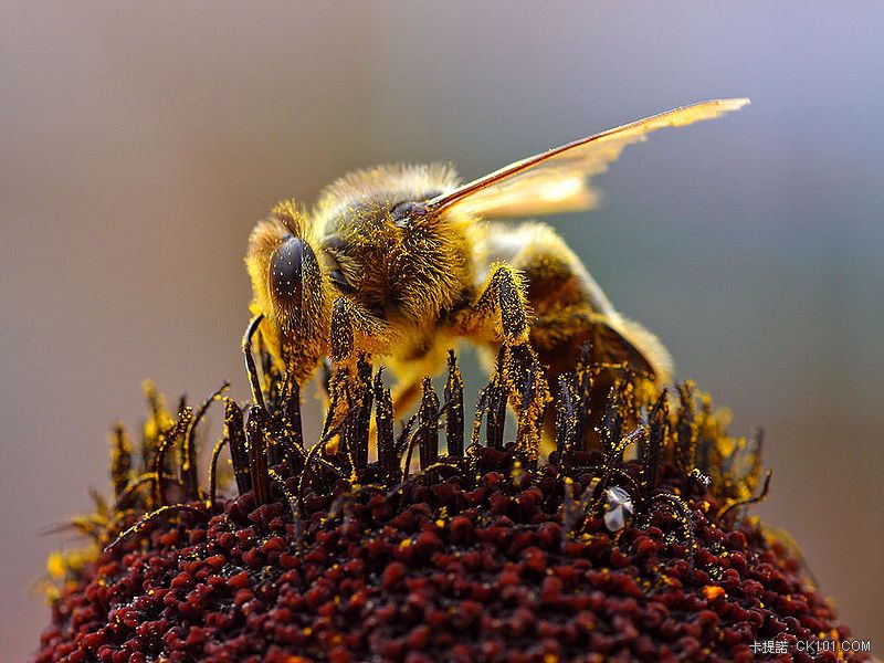 800px-Bees_Collecting_Pollen_2004-08-14.jpeg