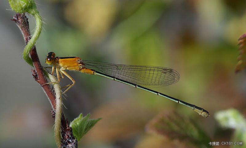 800px-Ischnura_senegalensis_August_2008.jpeg