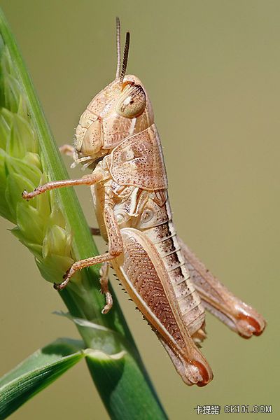 400px-Young_grasshopper_on_grass_stalk03.jpeg