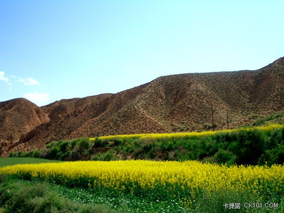 青海油菜花.jpg