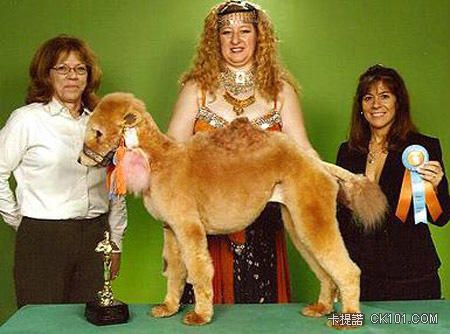 0304-groom_poodle-05.jpg