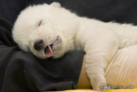 Knut2_perfectsleep.jpg