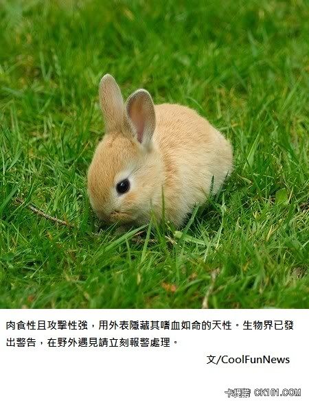 rabbit.jpg