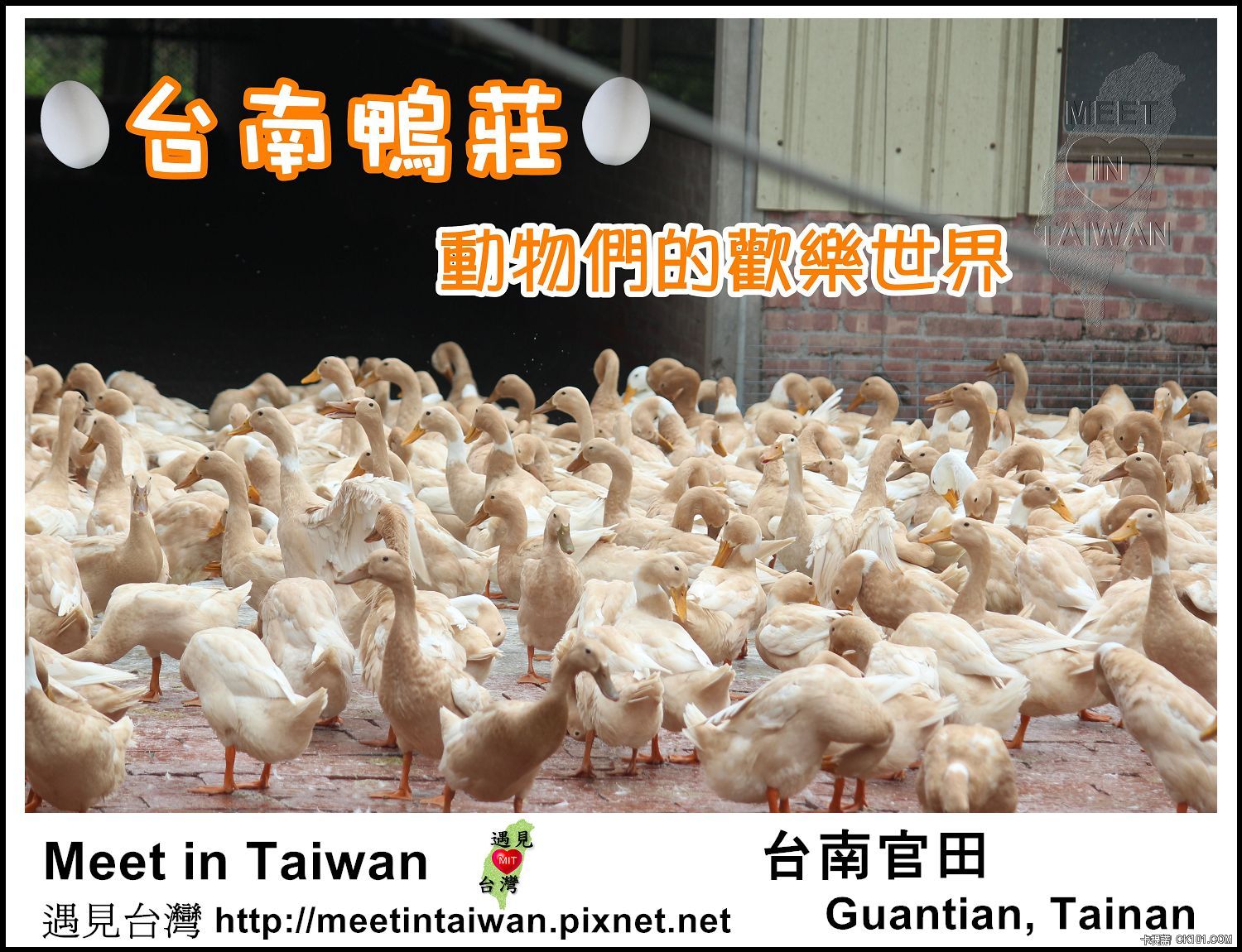 MeetinTaiwan - Duck Farm 台南鴨莊01.jpg