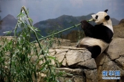 美國國家動物園大熊貓館裡的派對 4P